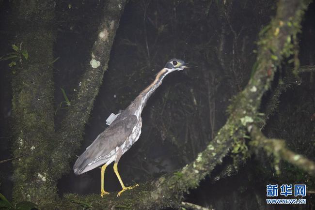 哀牢山发现世界上最神秘的鸟身影