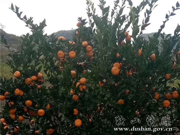 探索未来果业新星，桔子最新品种亮相！