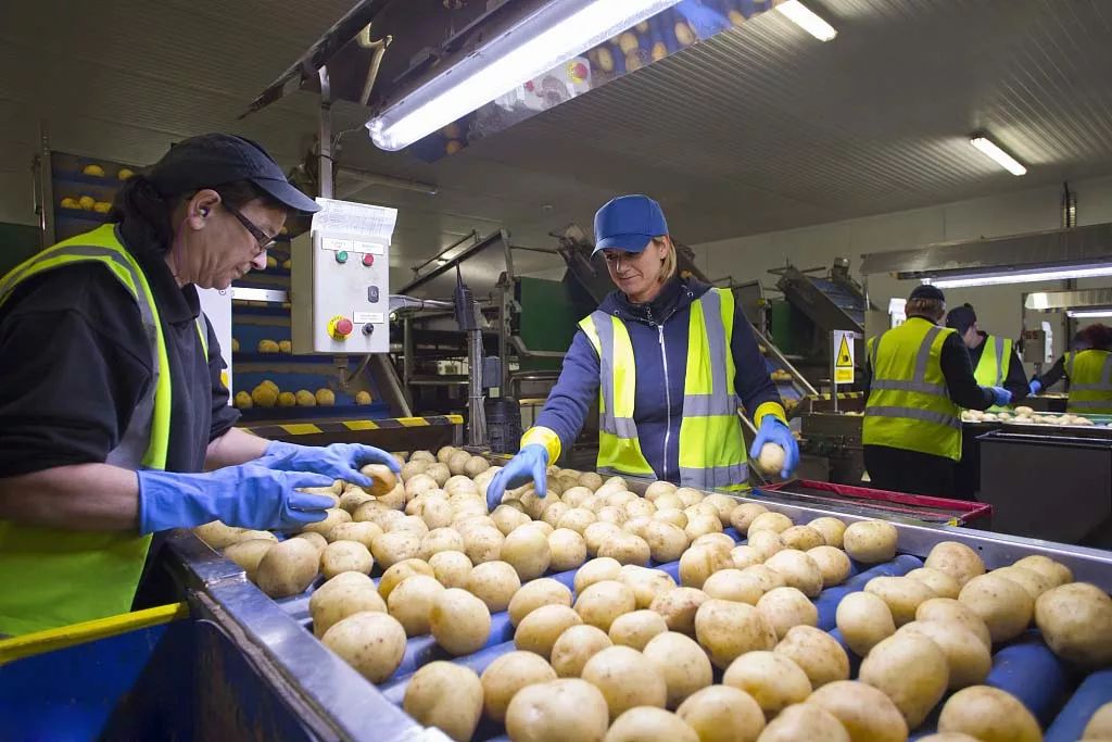 云南土豆最新价格动态分析与趋势预测