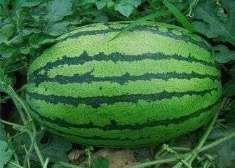 东明西瓜今日价格及市场走势与产业动态分析