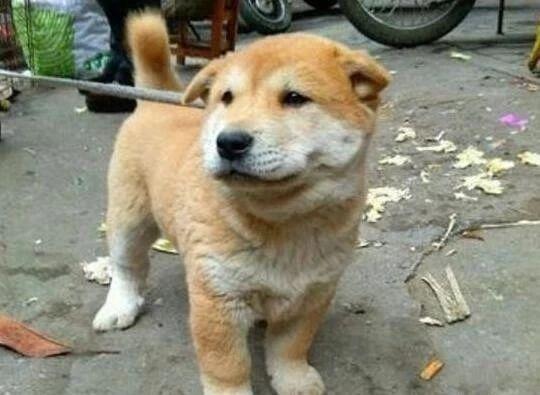 机器狗泰山负重行进引发关注，结构化评估进展报告_V91.63.68