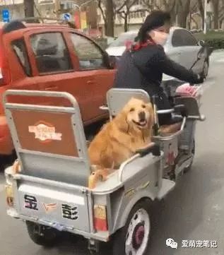 机器狗泰山负重行进引发关注,结构化评估进展报告_V91.63.68