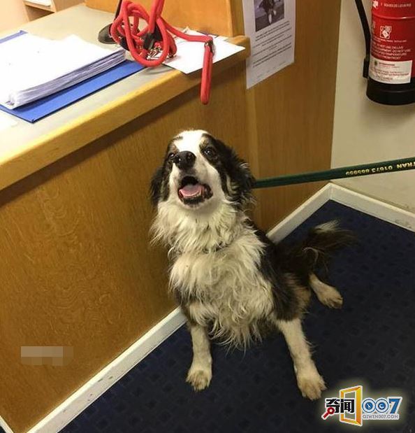 机器狗泰山负重行进引发关注,结构化评估进展报告_V91.63.68