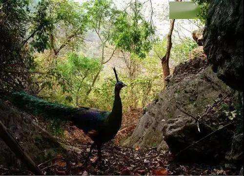 哀牢山珍稀野生动物拍摄成果与高效设计计划揭秘