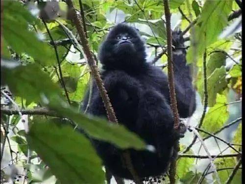哀牢山珍稀野生动物拍摄成果与高效设计计划揭秘