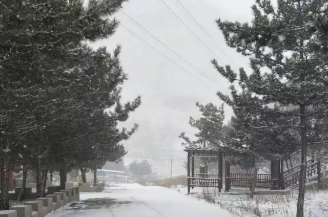 北京雪落之际，最新研究解析与安卓款细节揭秘