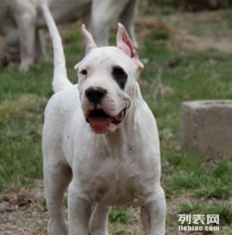 杜高打架视频最新,一、杜高犬的特性与行为背景