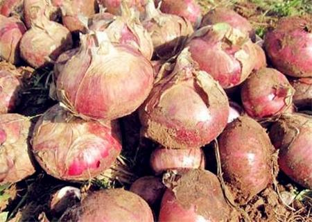 河南洋葱最新价格,一、河南洋葱种植背景