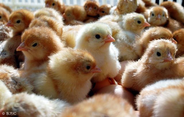 山东地区鸡苗最新价格，聚焦山东817鸡苗市场分析（2月25日）