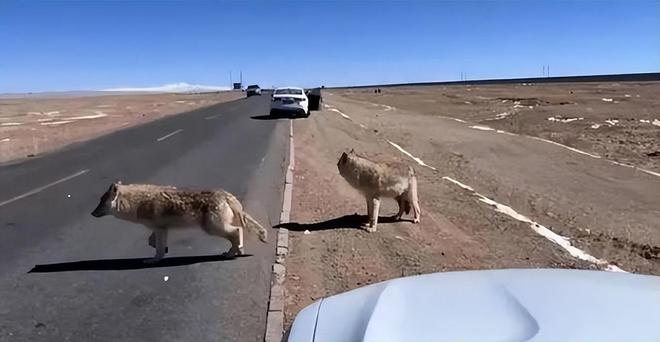 可可西里网红狼因过度喂食成胖球，游客投喂引发体型膨胀危机