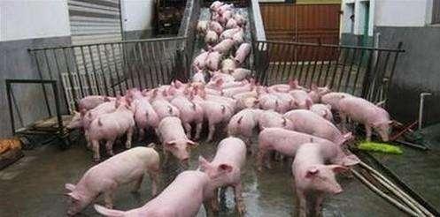 辽宁省畜禽禁养区最新动态，政策解读与适应指南（初学者与进阶用户必备）