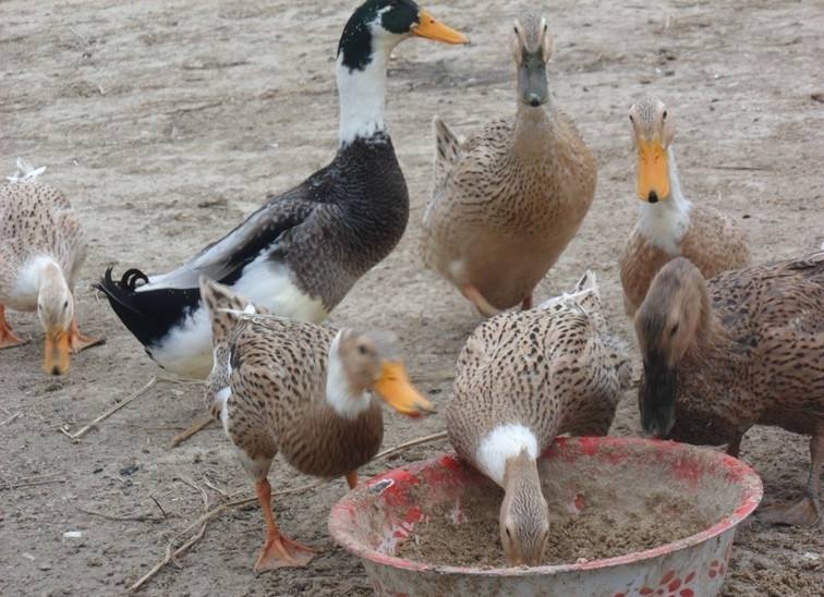 最新报告揭示，鸭瘟疫情动态与应对策略（28日更新）