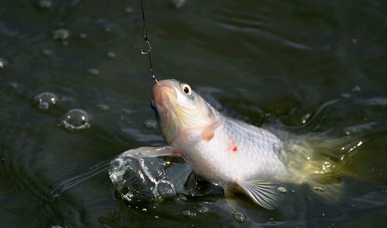 探寻鱼类世界的奇迹，最新鱼类发现报告（28日更新）