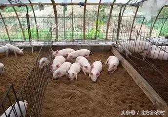 猪舍趣事，欢乐时光下的养猪场日常