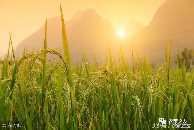 最新动态，水稻价格走势分析与预测