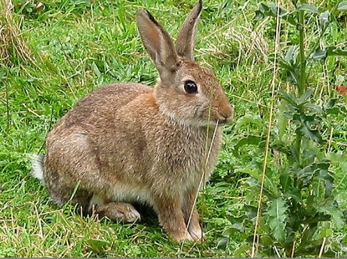 聚焦野兔保护与社会现实的冲突观点，最新夹野兔视频引发讨论