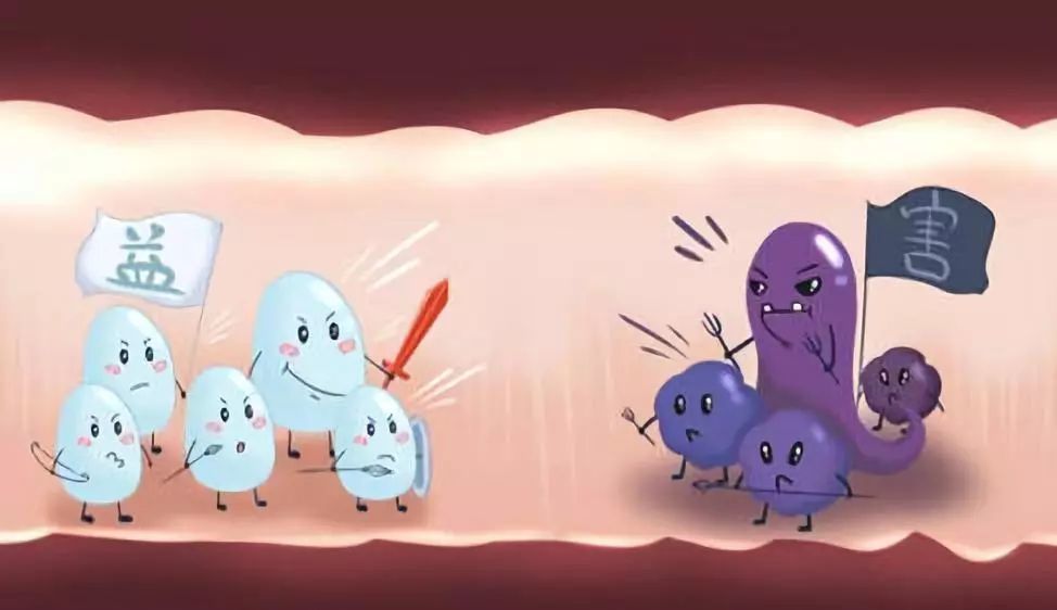 猪兼强的快乐日常，与朋友温馨趣事分享，31日最新记录