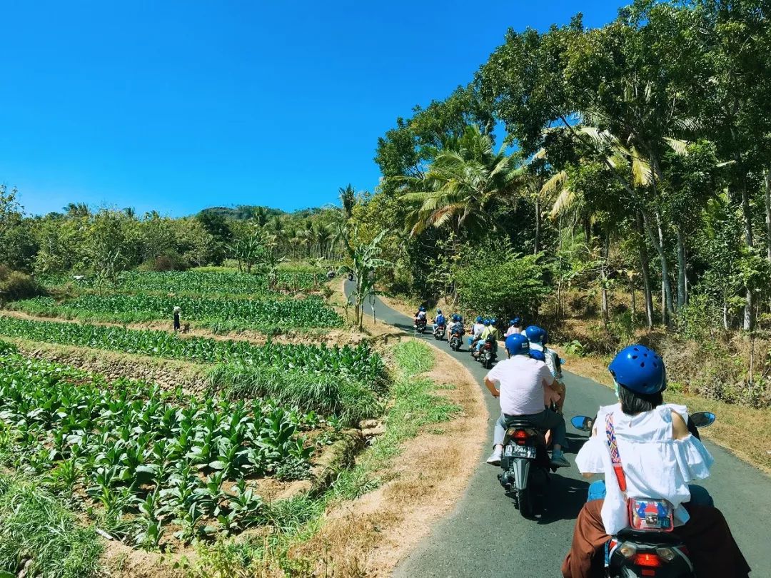 六国二铵最新价格探秘，小巷深处的宝藏与绿意盎然中的特色小店揭秘