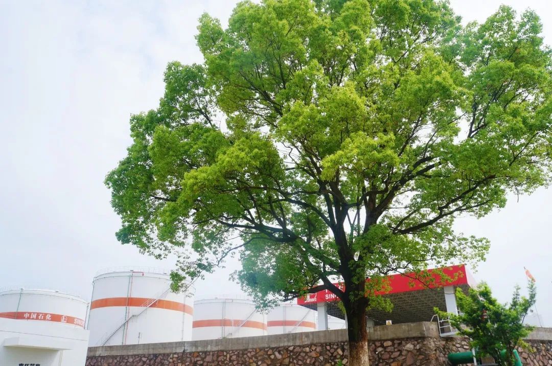 揭秘黄段子狂欢背后的文化反思与启示（最新篇）