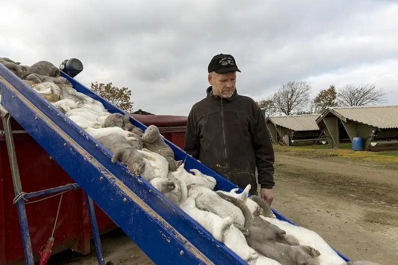 丹麦水貂最新动态揭秘，11月1日最新信息汇总