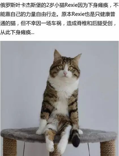 猫咪家园温馨下载日，往年11月10日最新版本下载安装全攻略