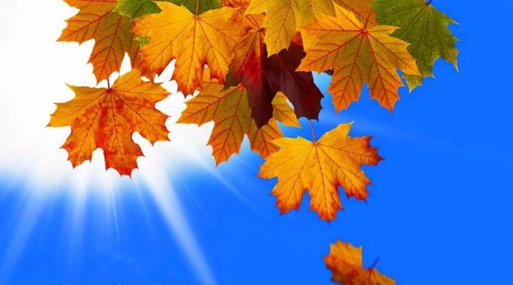 秋日暖阳下的奇遇，与最新178的温馨日常——11月10日的独特记忆