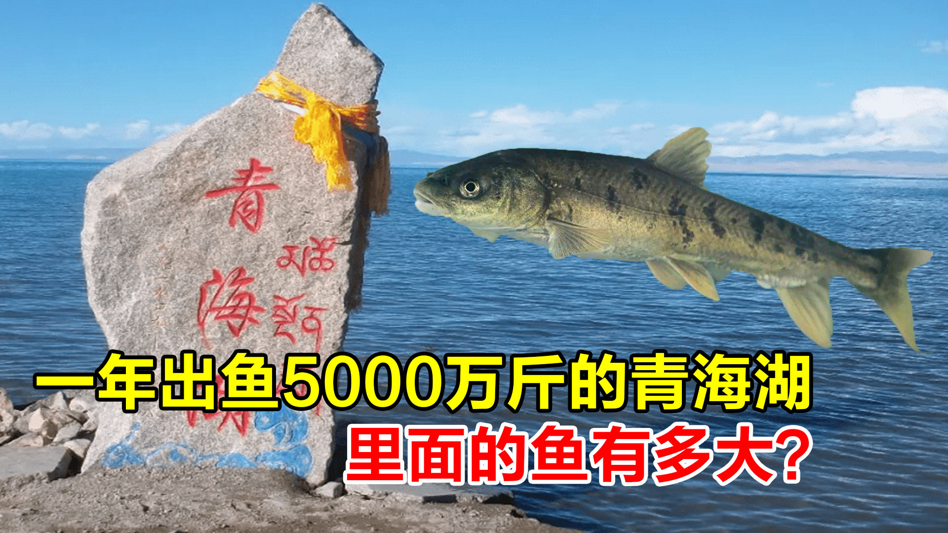 11月10日逗鱼时刻最新一期，欢乐与精彩瞬间一网打尽