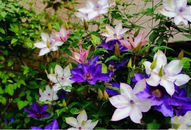 铁线莲盛开之旅，寻找内心平静的奇妙探险