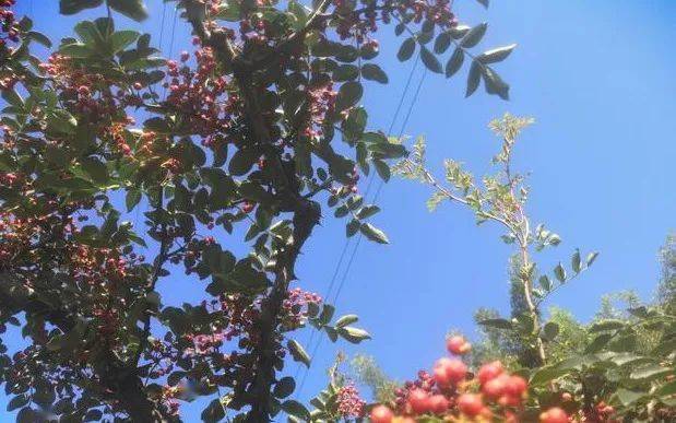 梅洲本月疫情动态及关键要点解析