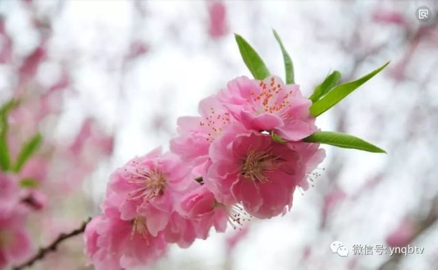 11月桃花春色最新章节概览，特性、体验与用户洞察的深入评测