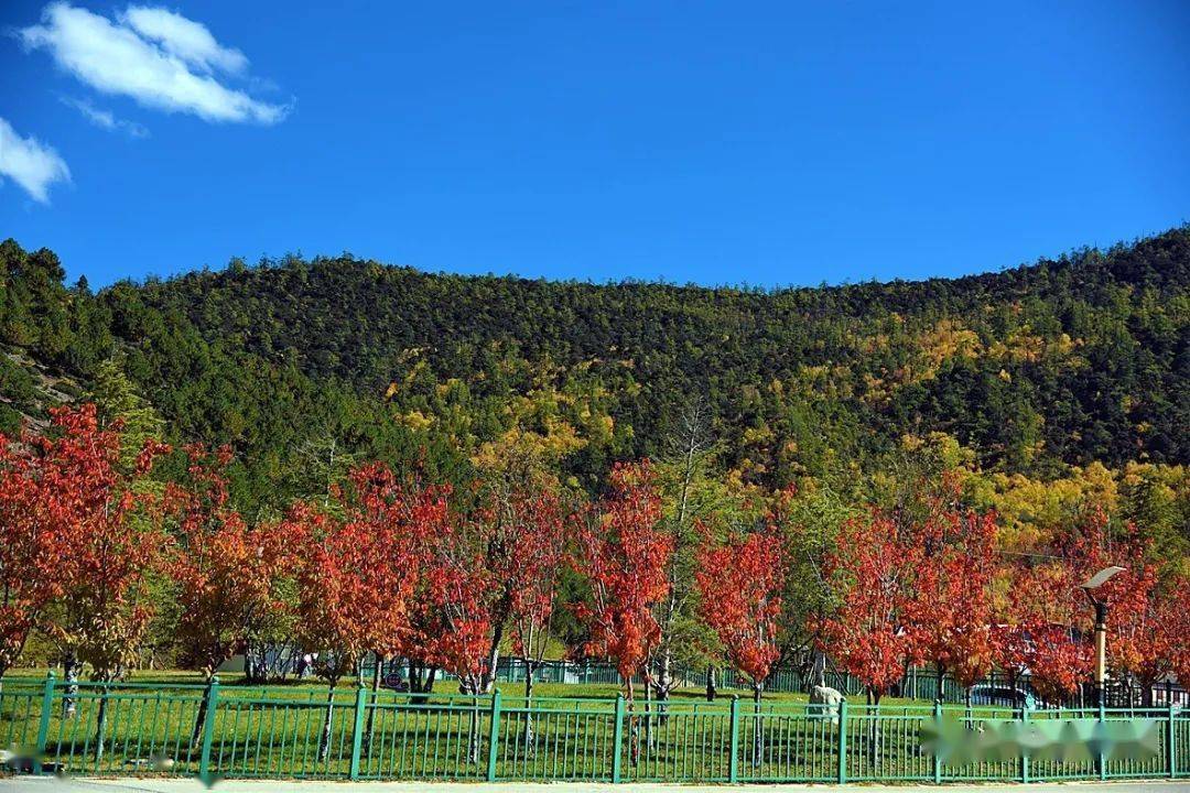 合肥疫情间隙的秋日自然之旅，十一月与大自然共舞的美丽之旅