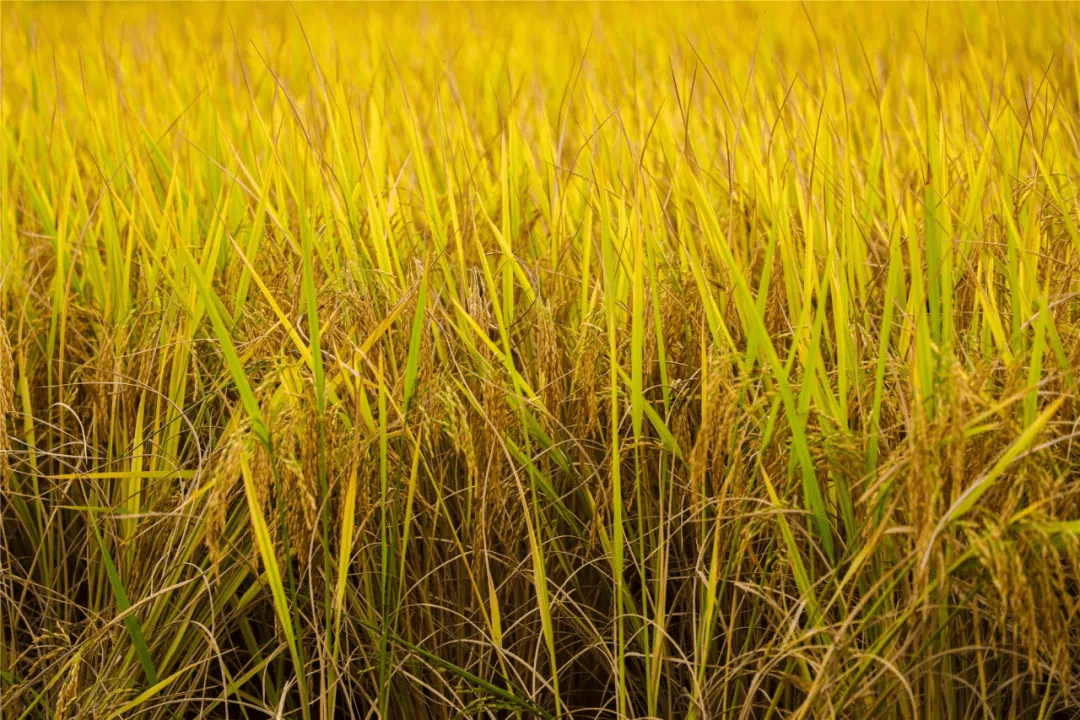 大姜栽培新篇章，绿色之旅与心灵静谧的交融——2024年大姜高产栽培技术最新解析