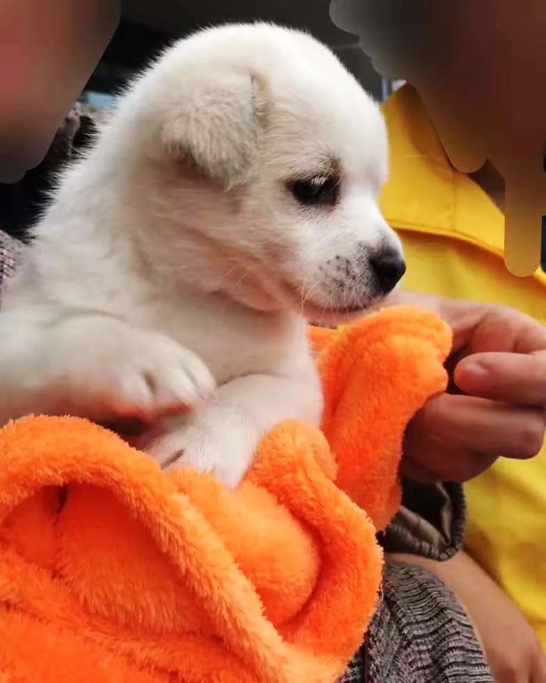 11月14日巨鹿楼房更新消息，最新动态一览