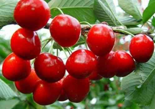 烟台樱桃传奇，历史上的大樱桃品种演变与影响，新樱桃品种揭秘的11月14日