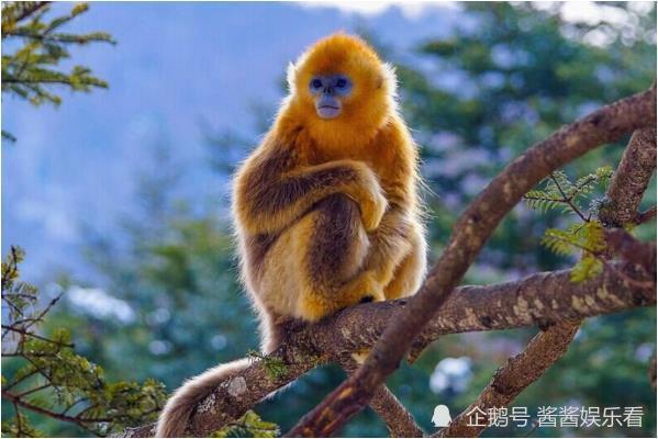 揭秘历史白糖价格，揭秘历史上的11月14日白糖最新价格一探究竟！