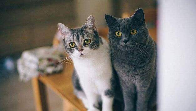 喵星人大战，与自然共舞，寻找内心平静的奇妙冒险之旅（中文版）