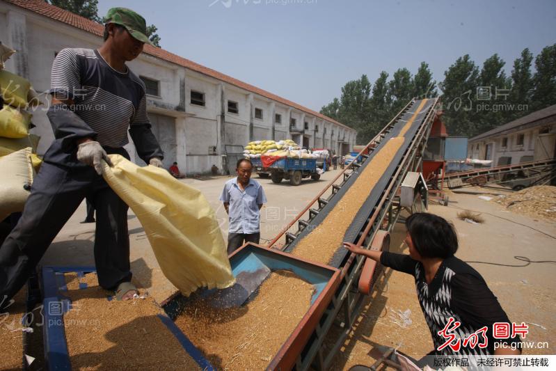 往年11月16日小麦最新价格概览，洞悉市场动态，掌握行业趋势