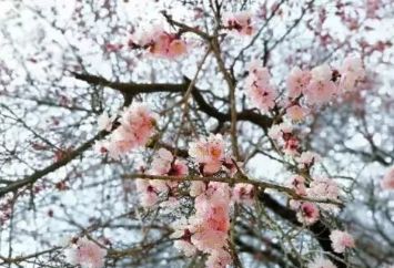 11月冬韵盎然，最新诗句盘点，诗意弥漫整个冬季