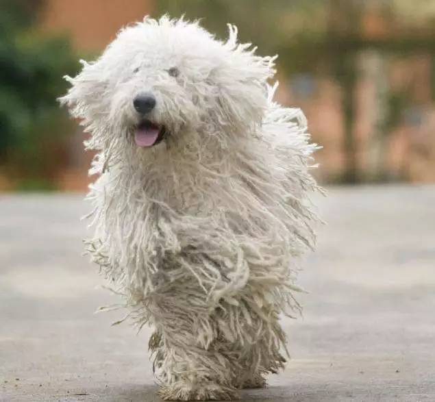 泰迪新造型之旅，与自然美景交融，探寻内心宁静与平和的邂逅