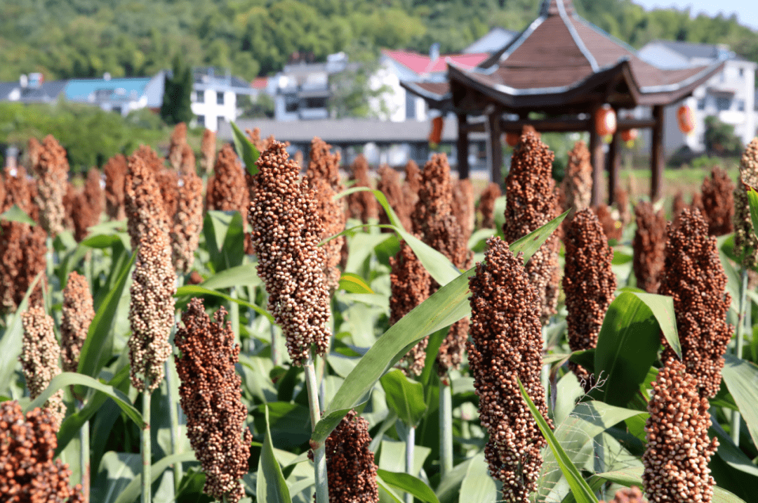 高粱下的秋日收购之旅，友情与陪伴的温暖记忆，最新高粱收购价格一览表