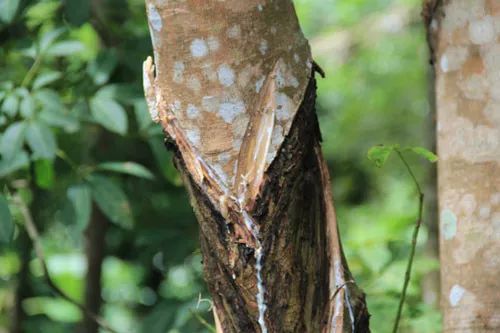 11月恒昌集团最新动态聚焦,观点阐述与个人立场分析