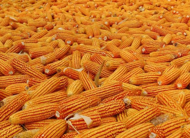 历史上的11月17日山东玉米市场动态概览