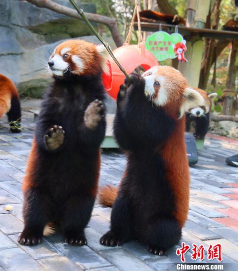 大熊猫丫丫实时直播，萌态生活的精彩瞬间