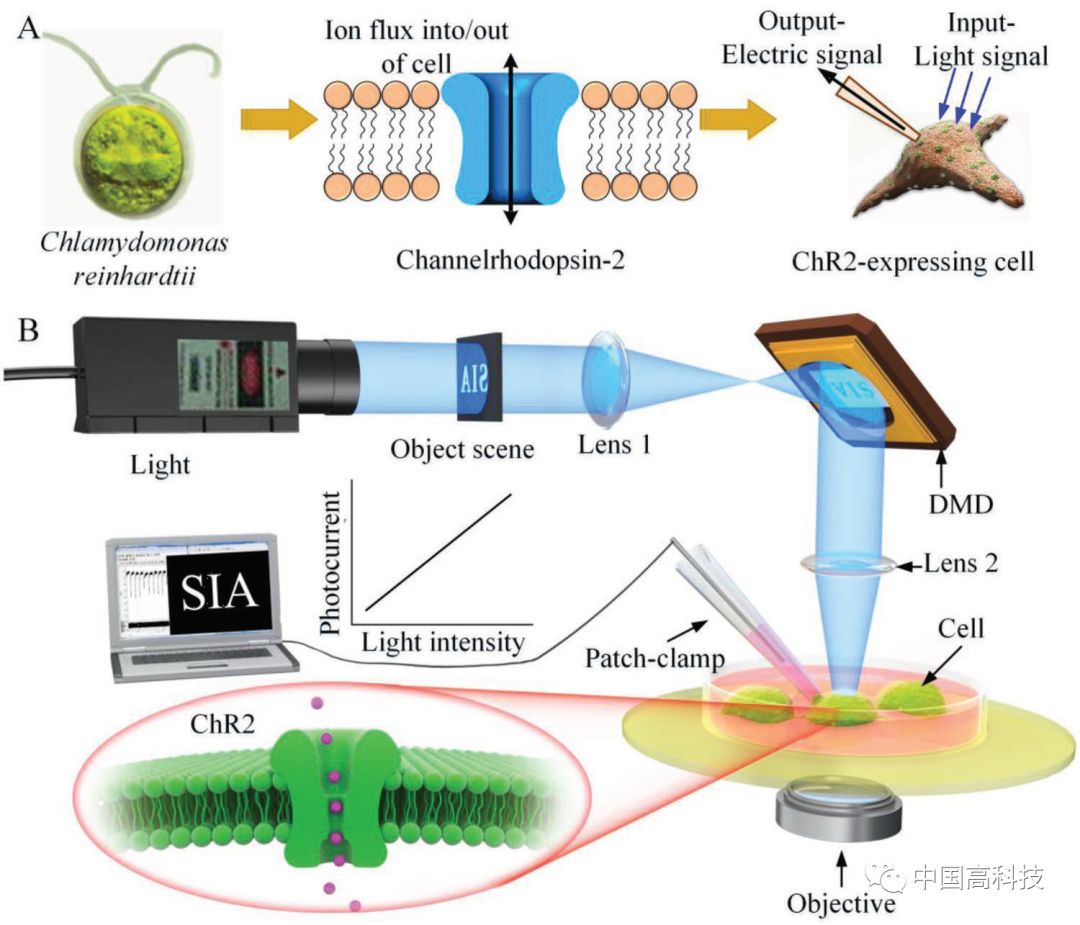 Z398实时动态探索,科技前沿进展与挑战揭秘