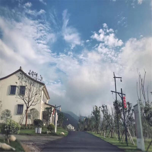 铁矿石期货行情解析，最新实时动态与深度解读（以铁矿石期货行情为主）