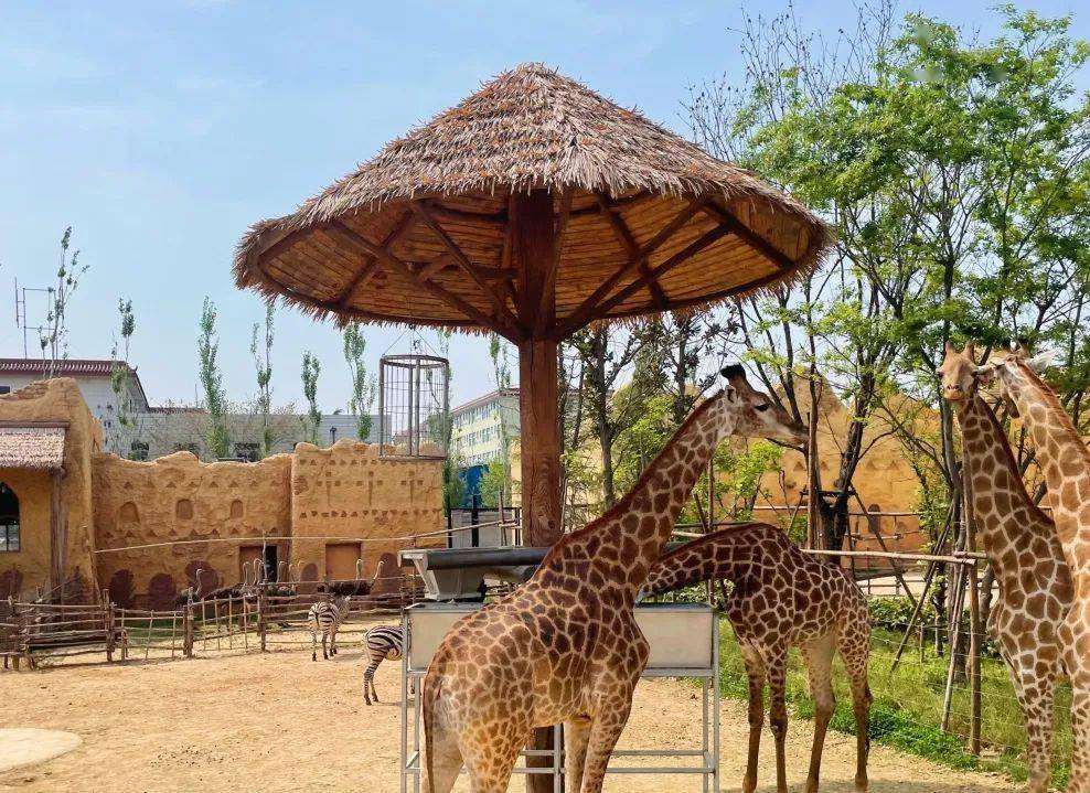 揭秘兔子王国，实时动态与生态行为探秘