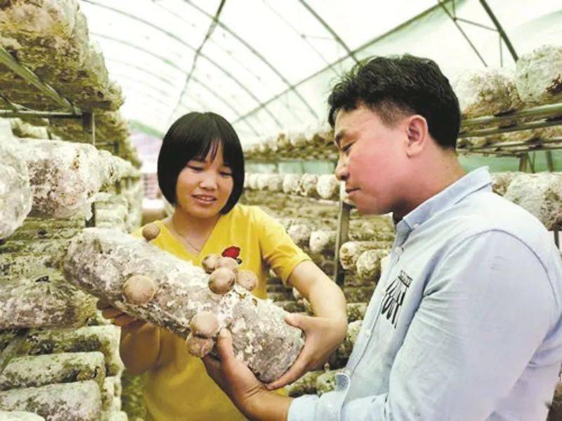 香菇实时价格查询网，洞悉市场动态，轻松掌握香菇价格信息