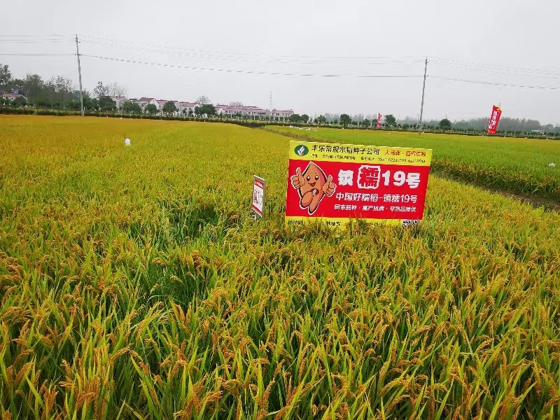 绿色高效科研岗：绿色科技 