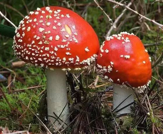 家里不断冒出蘑菇：家里不停长蘑菇是为什么 