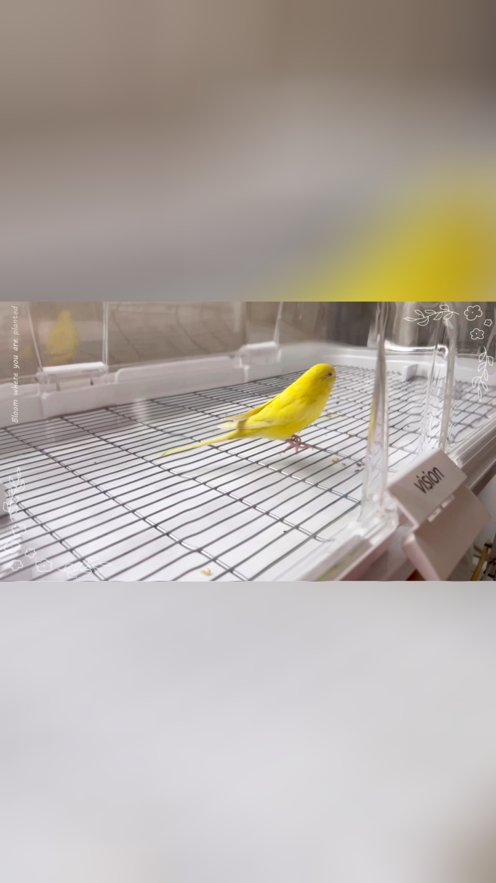 鹦鹉不断翻跟头：鹦鹉总是翻跟头怎么办 